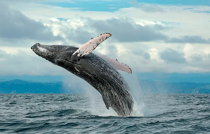 DÍA 6 - NUQUI – AVISTAMIENTO DE BALLENAS Y CASCADA DEL AMOR