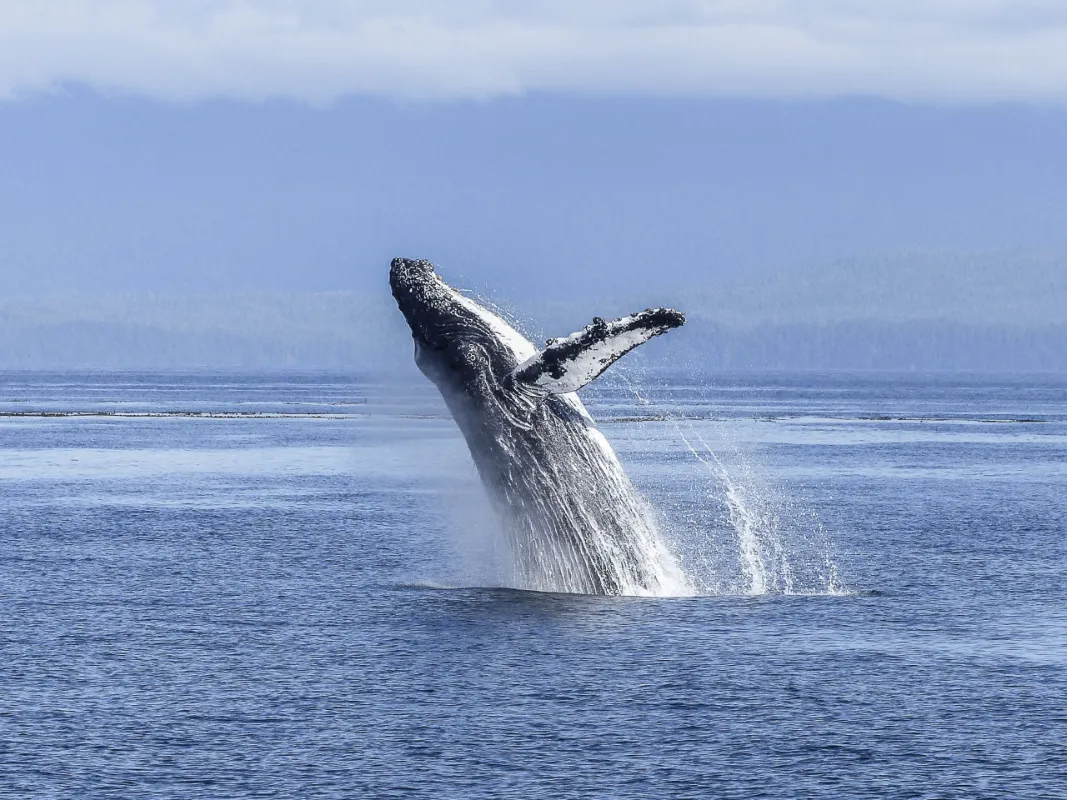 DÍA 5 - BAHÍA SOLANO - TOUR PLAYA DE LOS DESEOS – AVISTAMIENTO DE BALLENAS