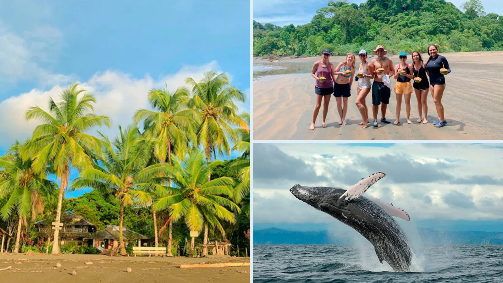 Plan Combinado Cartagena y Nuquí 7 Días 6 Noches – City Tour histórico en Chiva, Tour a Barú, Baños Termales, Cascada del Amor y avistamiento de ballenas (en temporada)